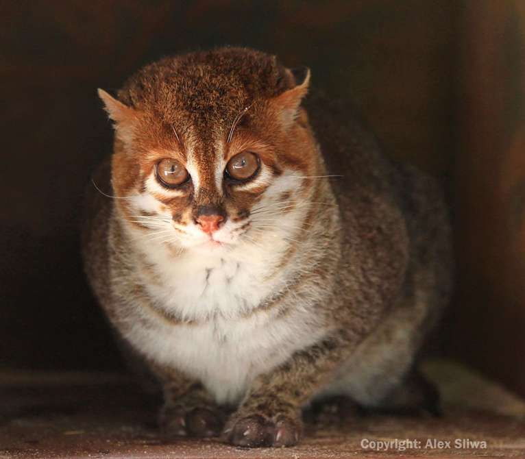  Kucing Kepala Datar, Spesies Kucing Liar Terancam Punah