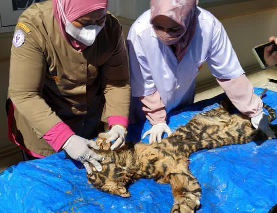 Tragis, Harimau Sumatera Mati Karena Pukulan Keras 