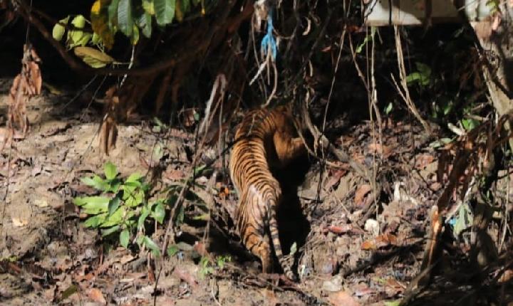 KLHK Lepas Harimau Sumatera Begu Kluti ke Habitatnya di Taman Nasional Gunung Leuser