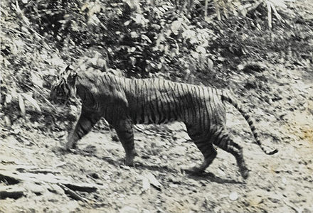 Harimau Jawa Punah Akibat Pengundulan Hutan Dan Tradisi Rampogan Macan