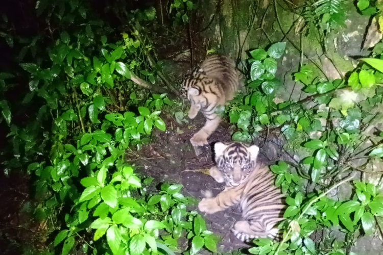 2 Anak Harimau Sumatera lahir di Sanctuary Barumun