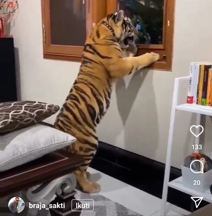 Beredar Video Viral Warga Medan Diduga 'Pelihara’ Harimau