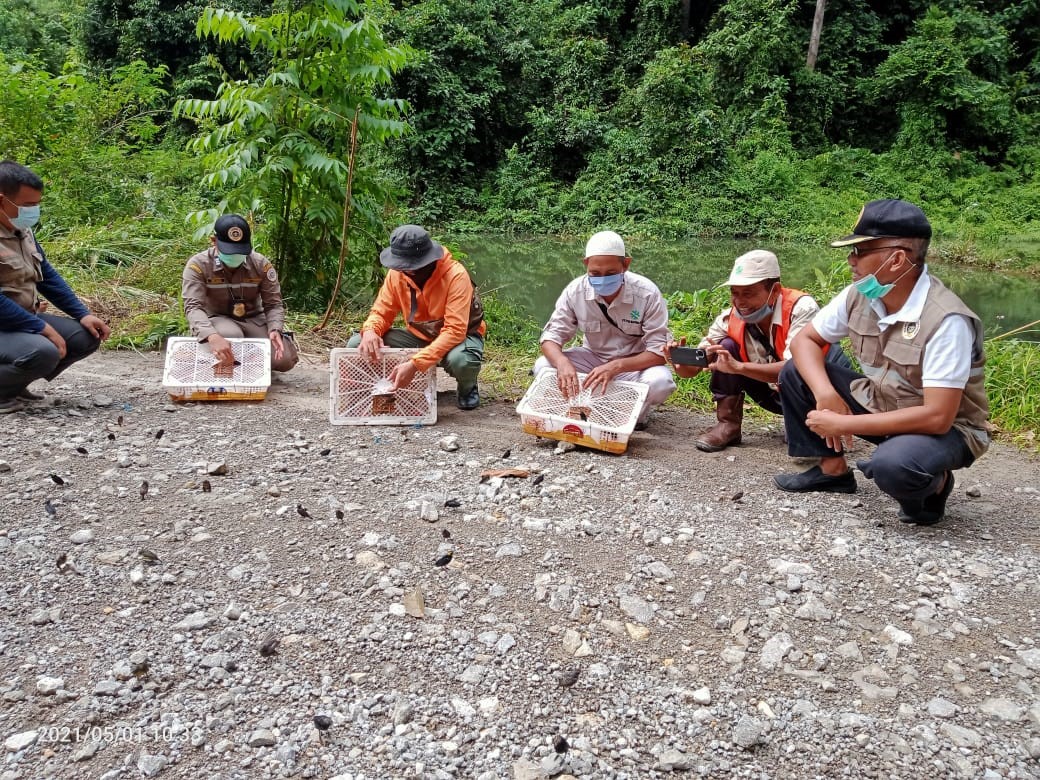 BKSDA Kaltim Melepasliarkan Ratusan Burung 