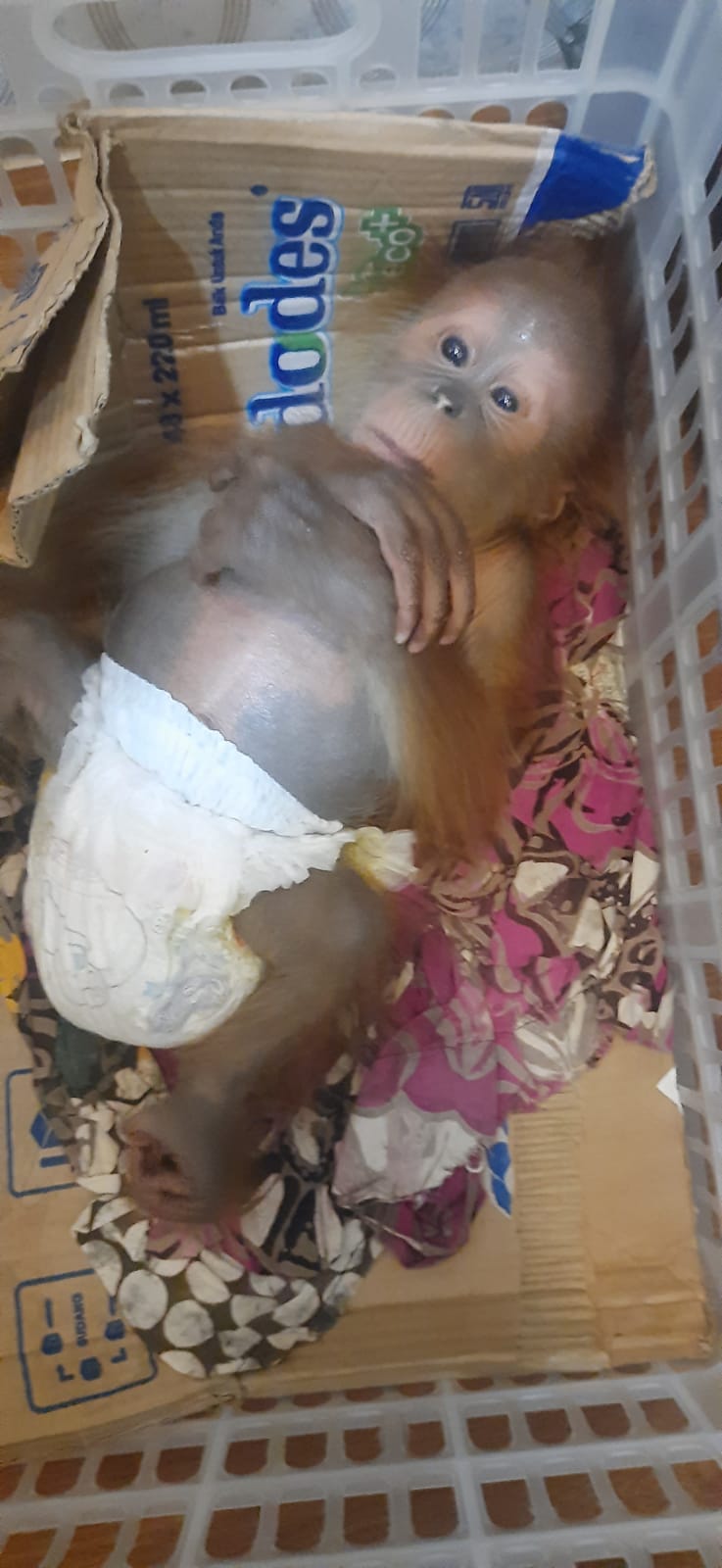 Penjual Orangutan di Binjai Vonis Rp 100 Juta 