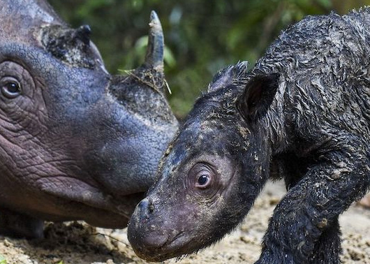  Nasib Badak Jawa dan Sumatera Di Ujung Cula