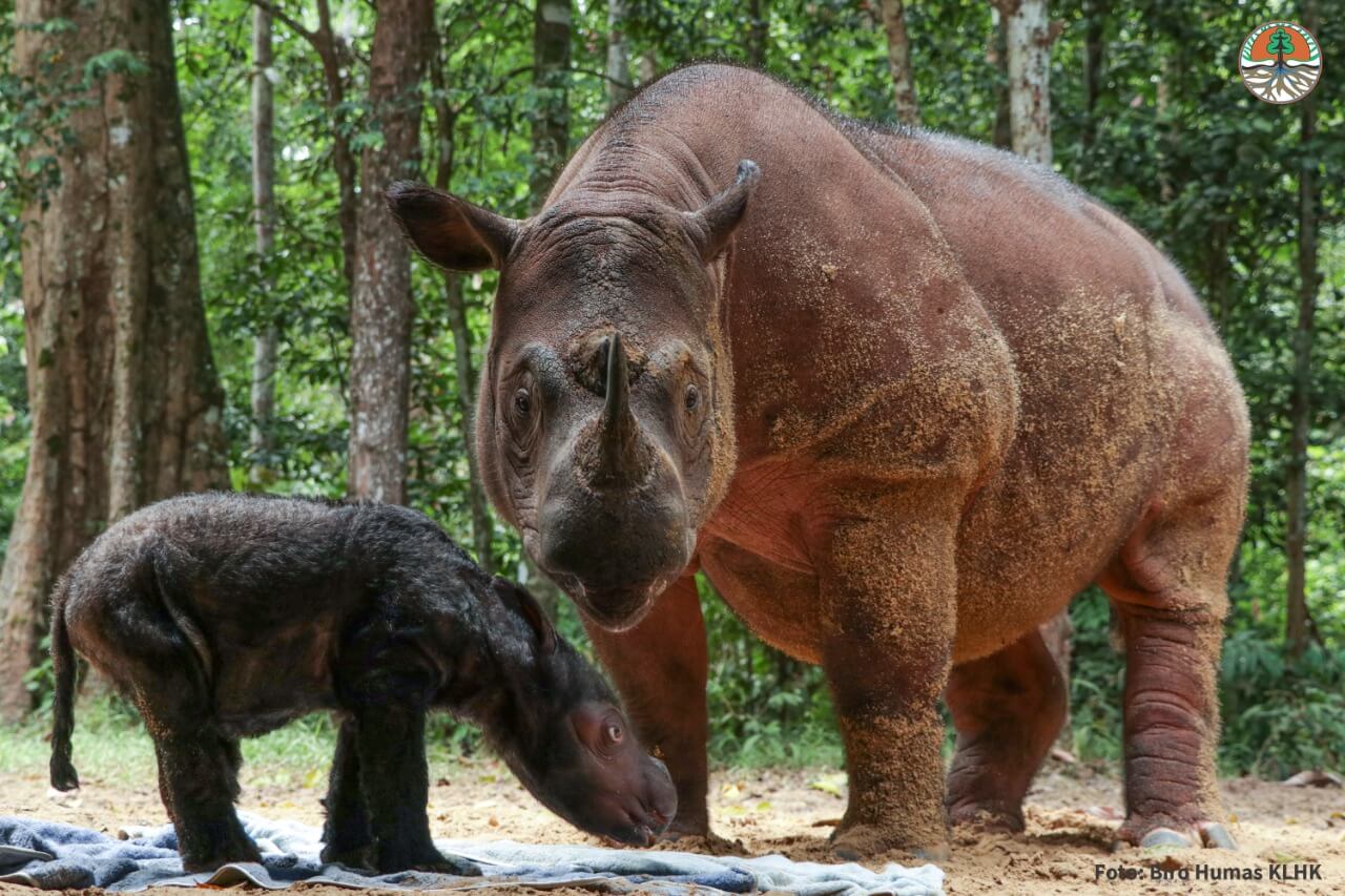 Badak Sumatera Kembali Lahir di Taman Nasional Way Kambas (1)