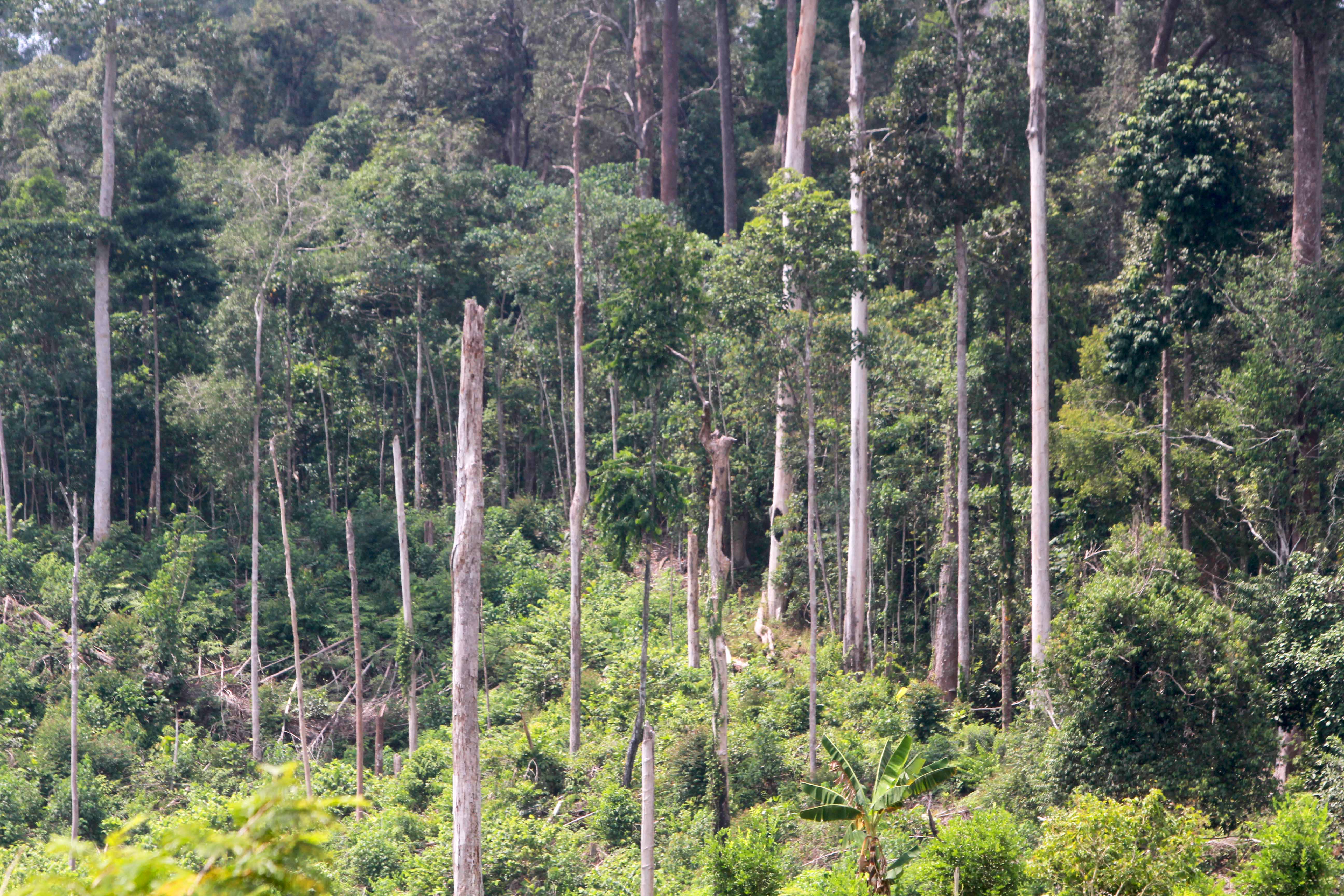 Petugas TNGL Usir Harimau Pemangsa Sapi Pakai Petasan, Berharap Kembali ke Hutan