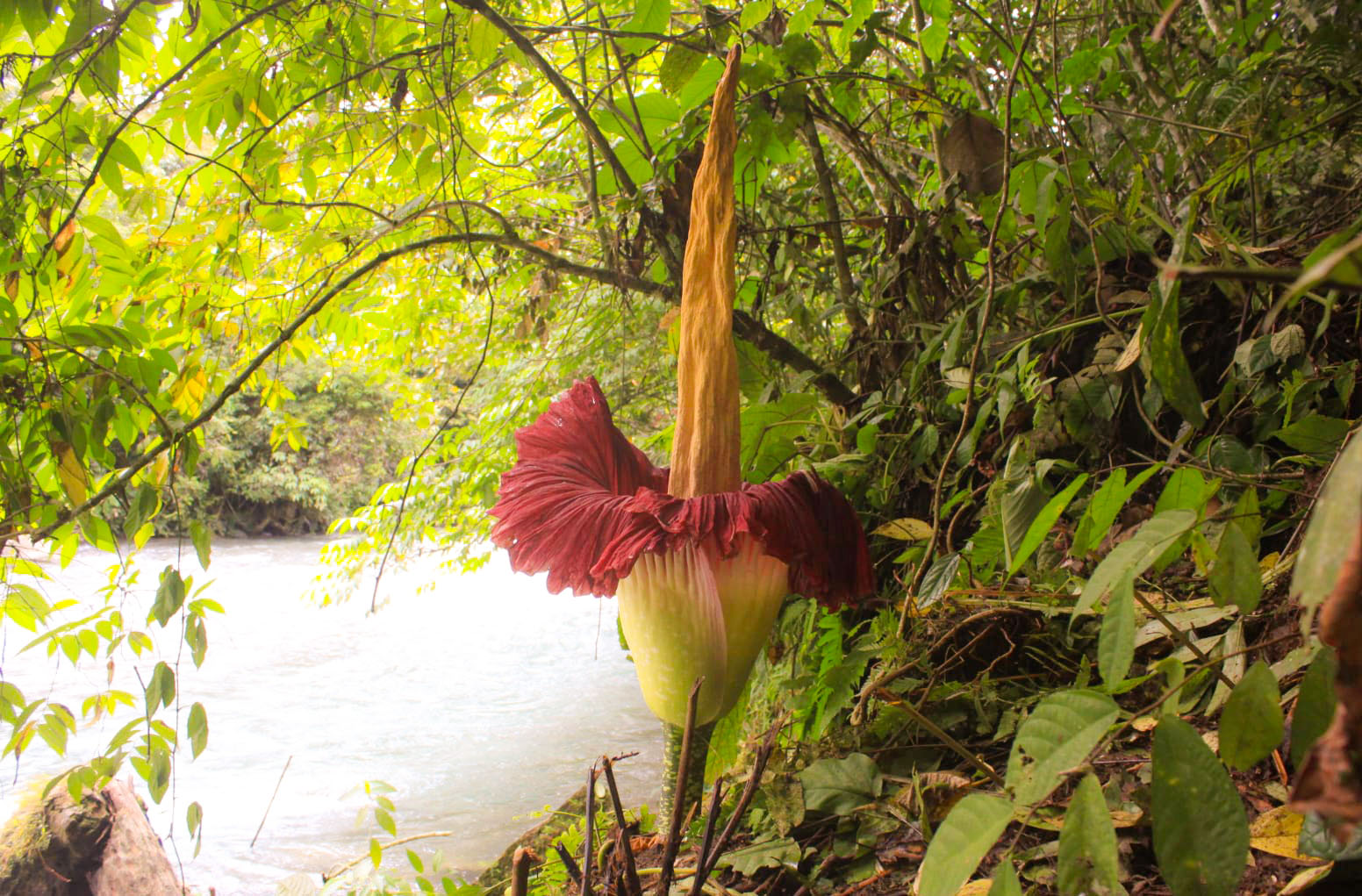 Bunga Bangkai Amorphophallus Titanum Kembali Mekar Di Dusun Batu Katak, Langkat