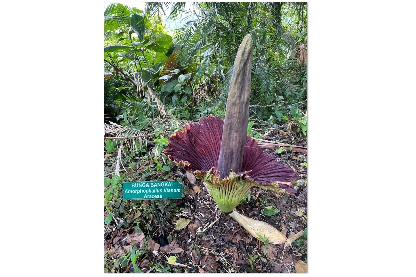 Amorphophallus Mekar di TWA Sibolangit Setelah 19 Tahun 