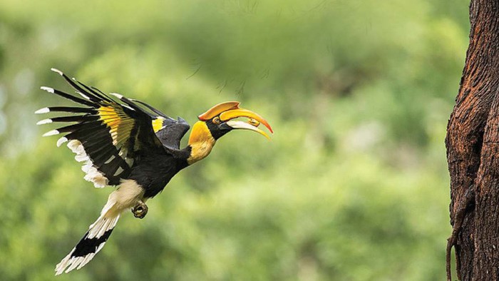 Burung Enggang, Si Penyebar Biji dan Penjaga Hutan Tropis