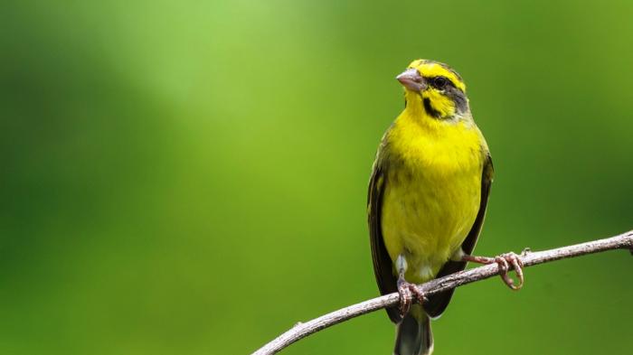 Ratusan Burung Impor Afrika Tertahan di Kualanamu, Begini Tanggapan Petugas