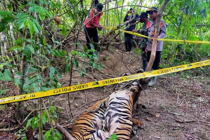 Polres Aceh Timur Ringkus Dua Pembunuh Tiga Harimau Sumatera