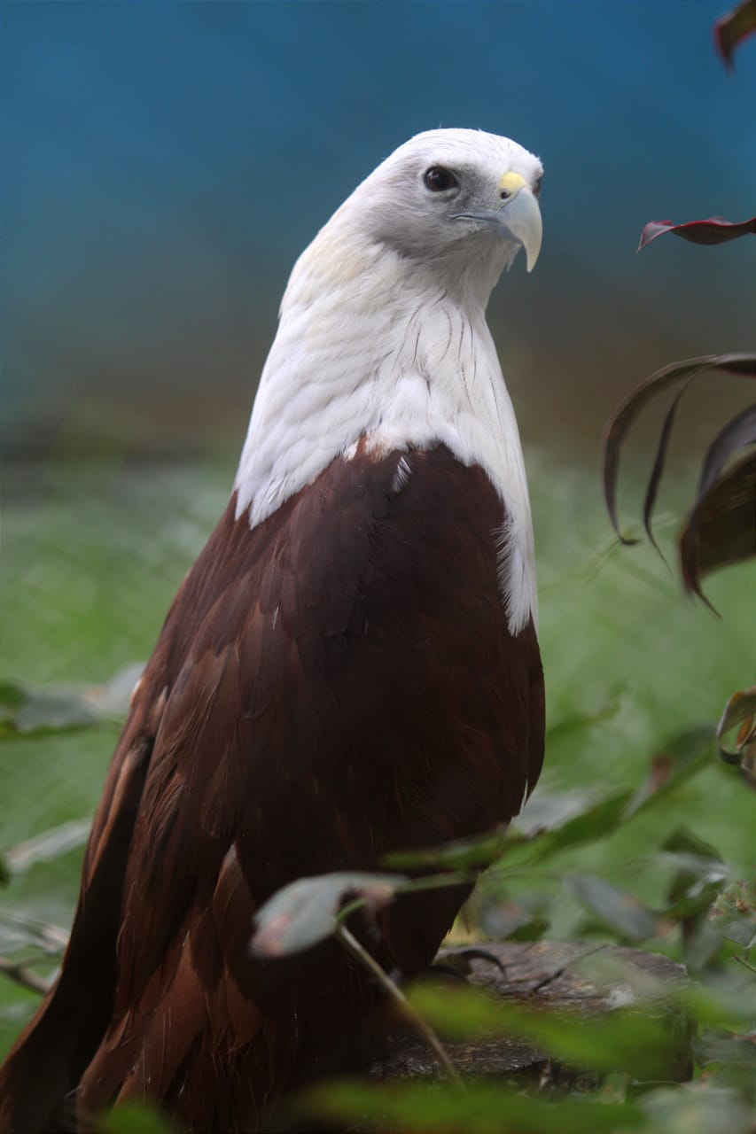 Mengenal Dekat Elang Bondol Maskot Ibukota Penghuni Medan Zoo