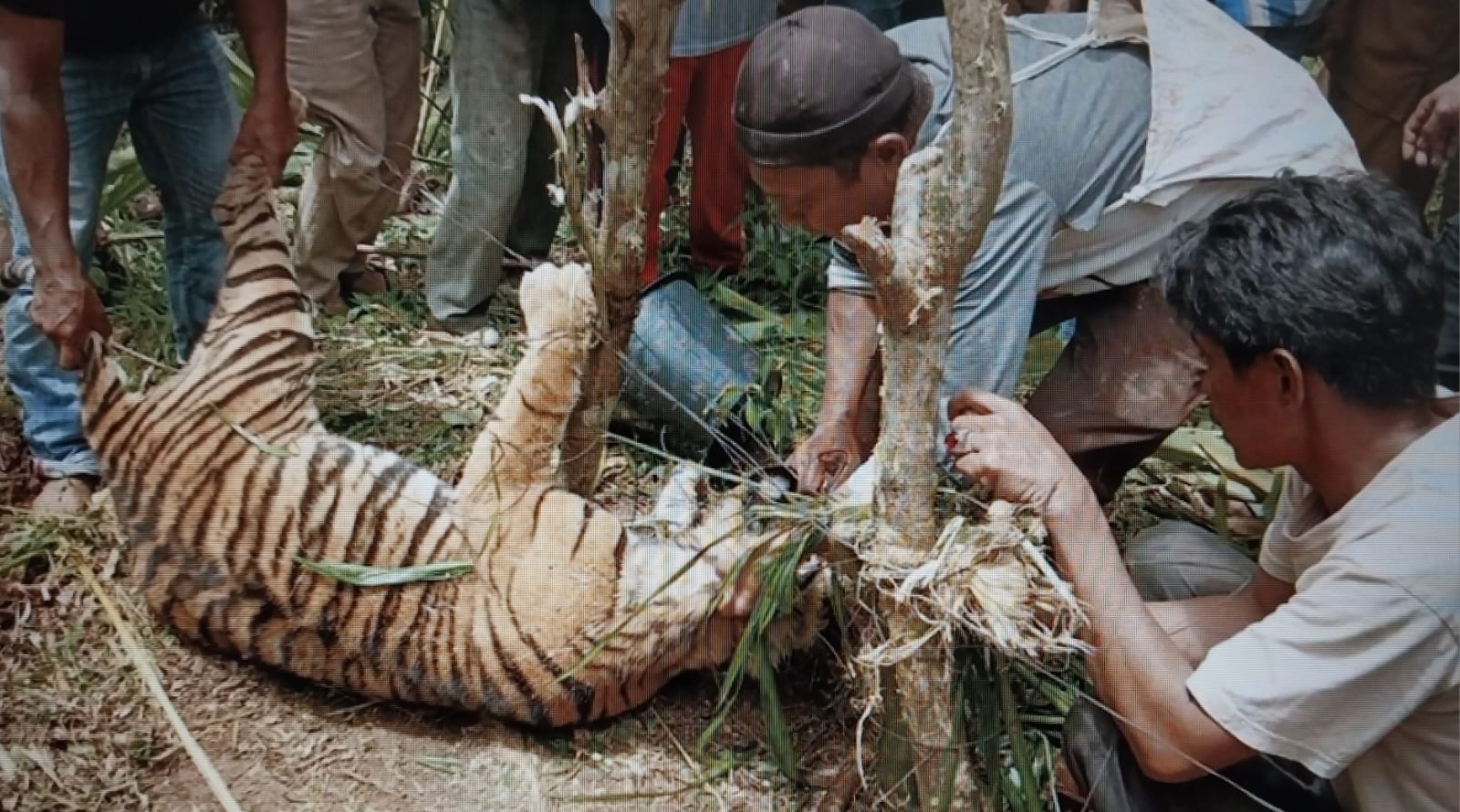 Harimau Sumatera Mati Kena Jerat Babi di Ladang Warga