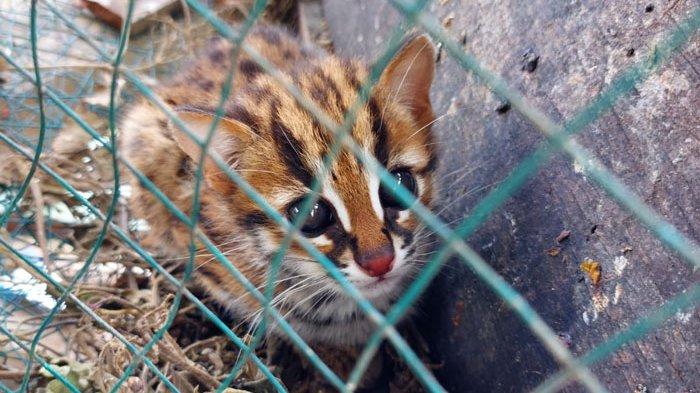 Ada Jejak Kaki Harimau di Pasar Humbahas, Diduga Mencari Anaknya