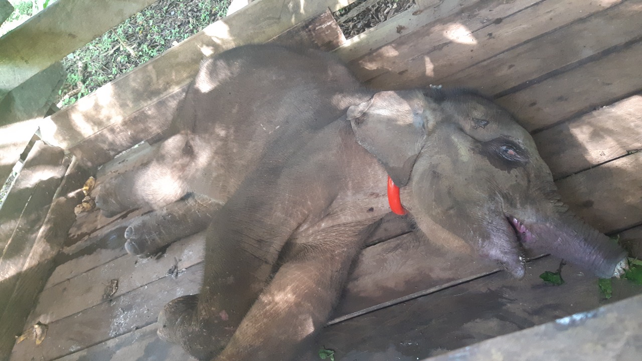 Belalai Putus Akibat Jerat, Anak Gajah Akhirnya Tewas