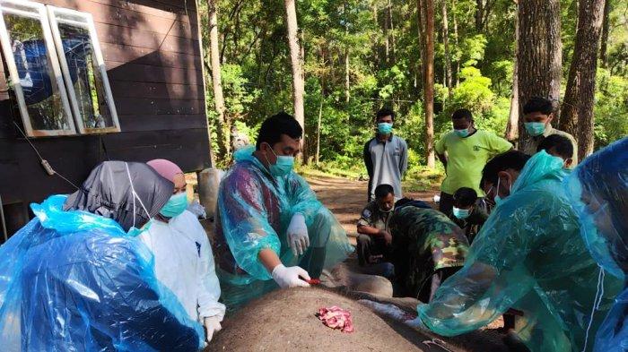 Gajah Sumatra Mati di Konservasi Gajah Aek Nauli karena Malnutrisi