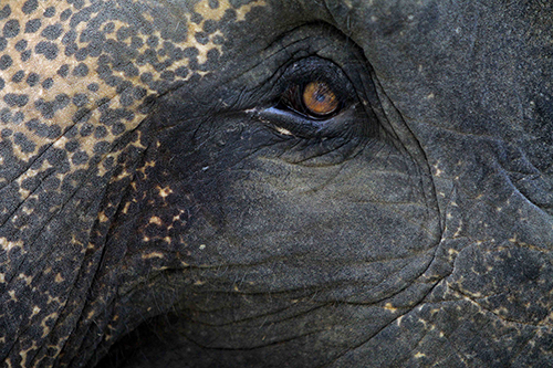 Fakta Unik Gajah: Memiliki Kemampuan Berkomunikasi Jarak Jauh