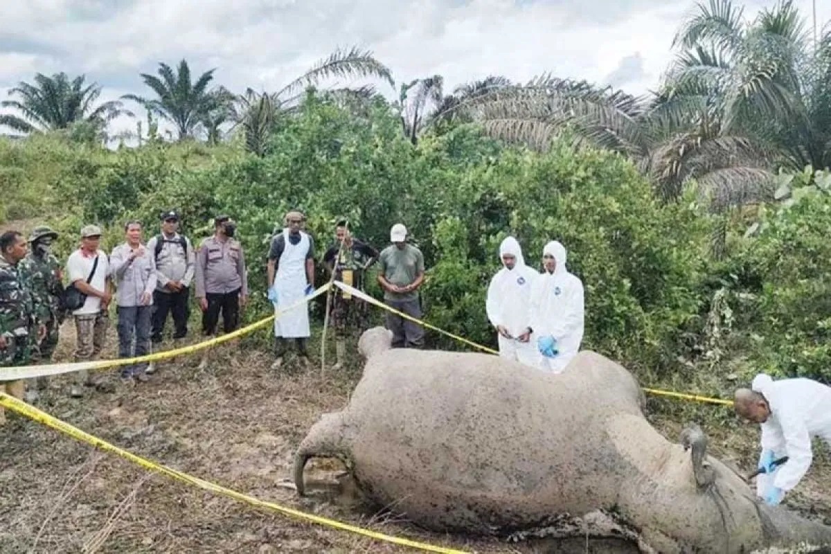 Gajah Sumatra Mati Tersengat Listrik Di Pidie Jaya, Aceh