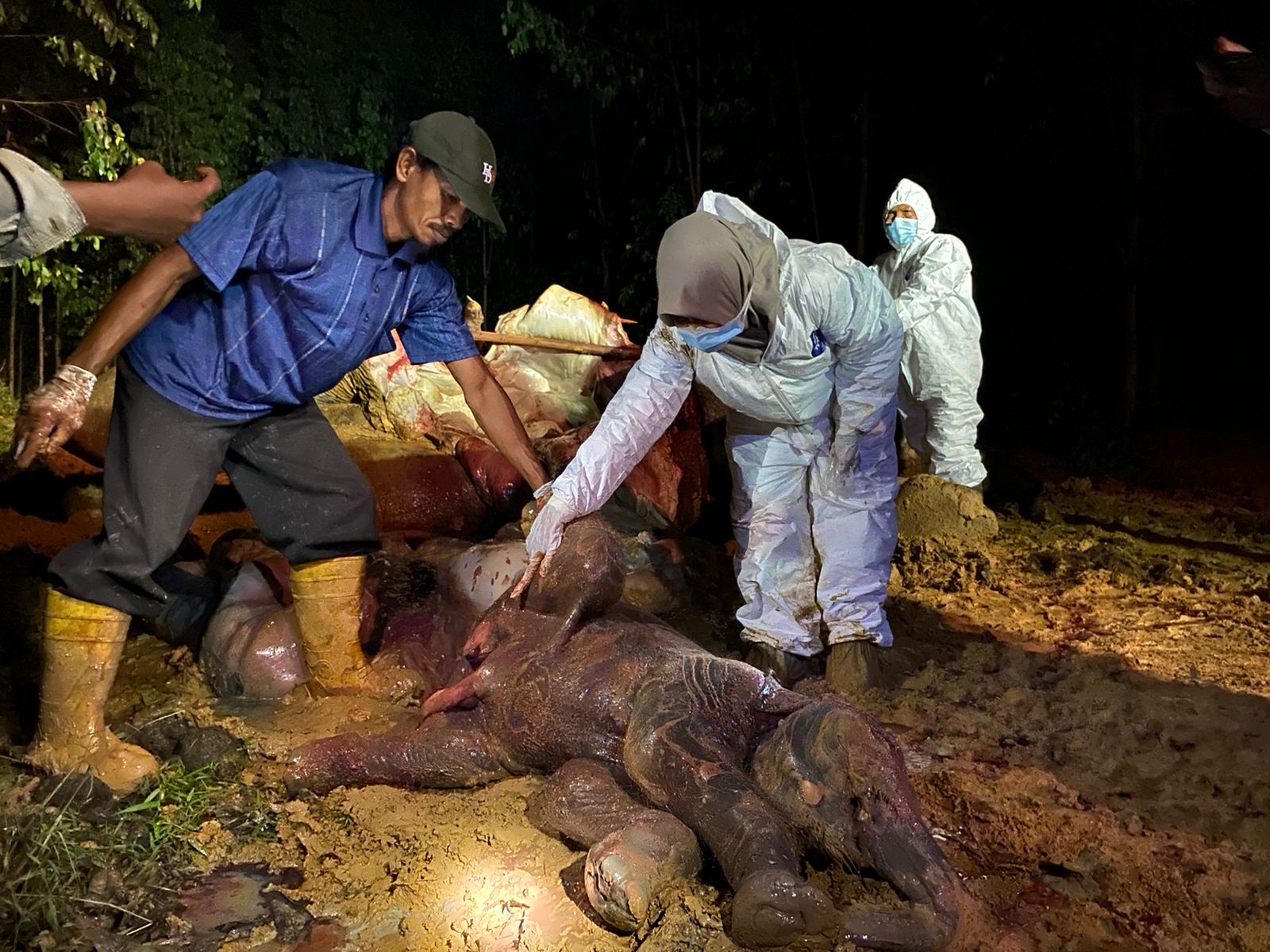 Gajah dan Janin Mati di Areal Konsesi Riau