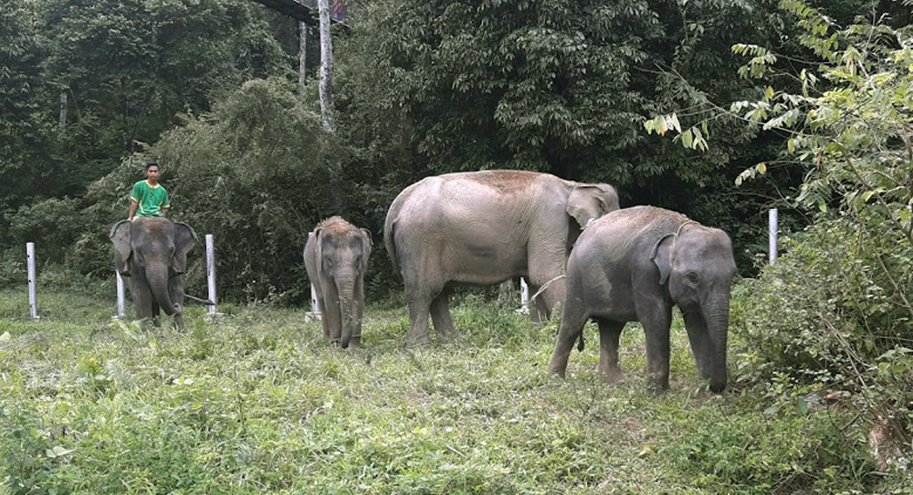 Seekor Anak Gajah Ditemukan Mati di Aceh