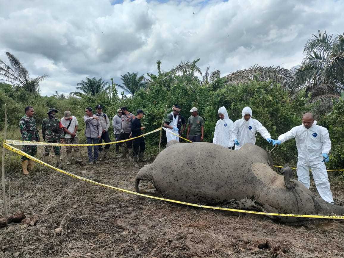 Gajah di Aceh Timur Mati Diduga Konsumsi Pupuk 