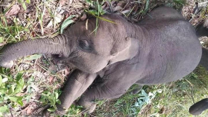 Tari, Anak Gajah di Tesso Nilo Ditemukan Mati Dengan Perut Menggembung