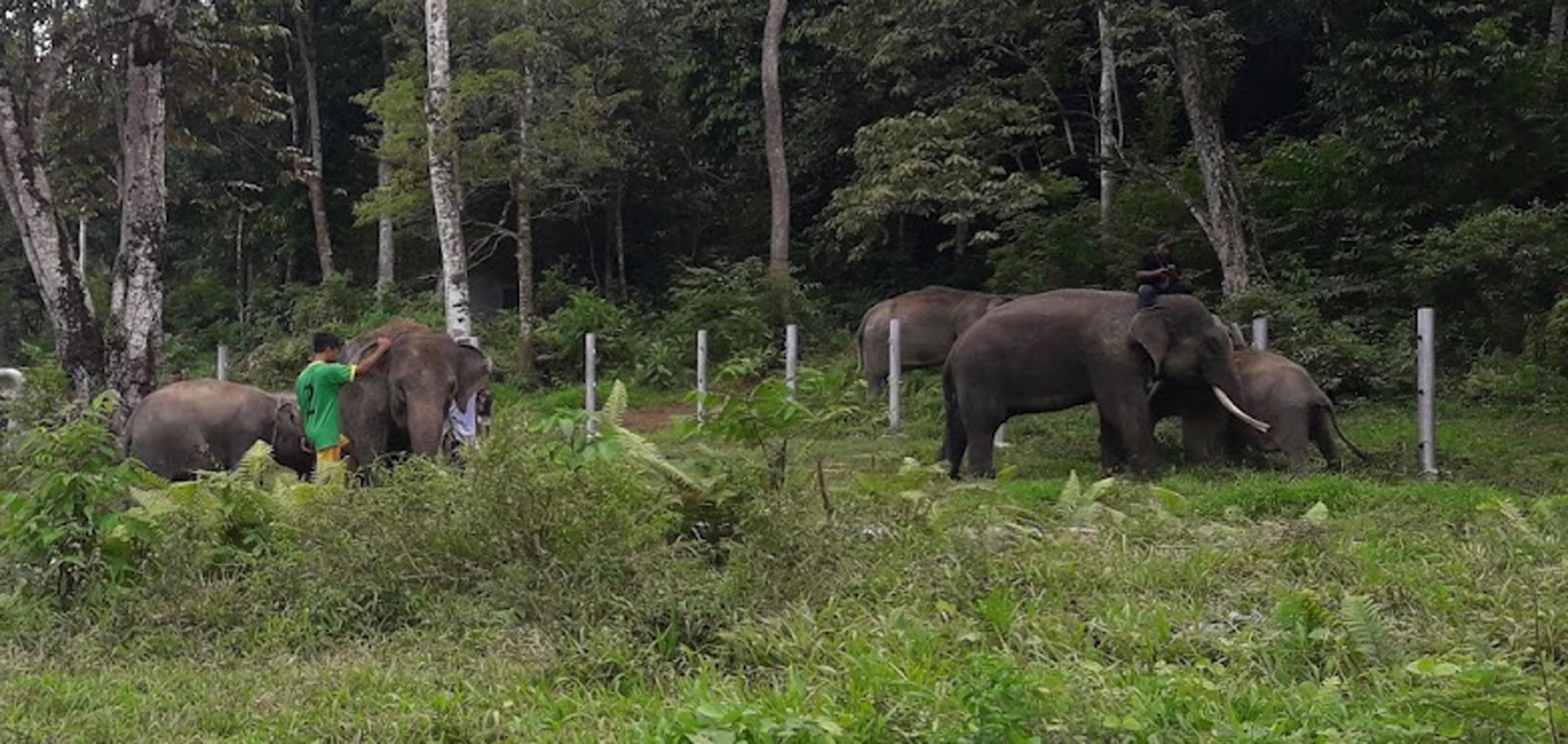 Ssst! Jangan Berisik saat Gajah Kawin (1)