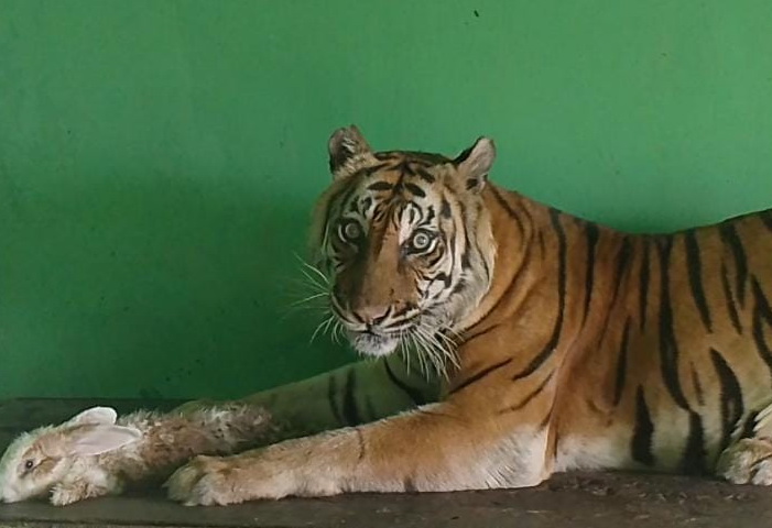 https://injiwarrior.com/Harimau Sumatera Medan Zoo Mati Lagi, Sisa 7 Ekor