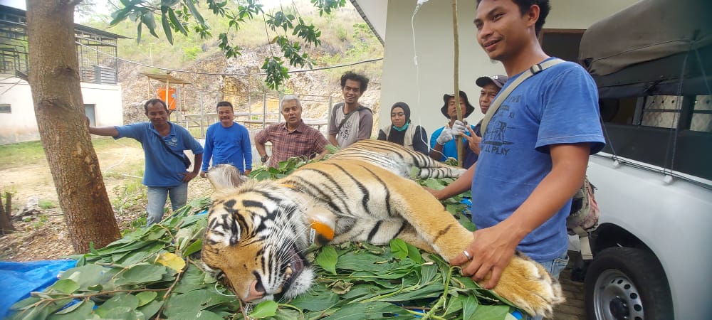  Hindari Inbreeding, Dua Harimau Sumatera Dilepasliarkan di TN. Kerinci Seblat