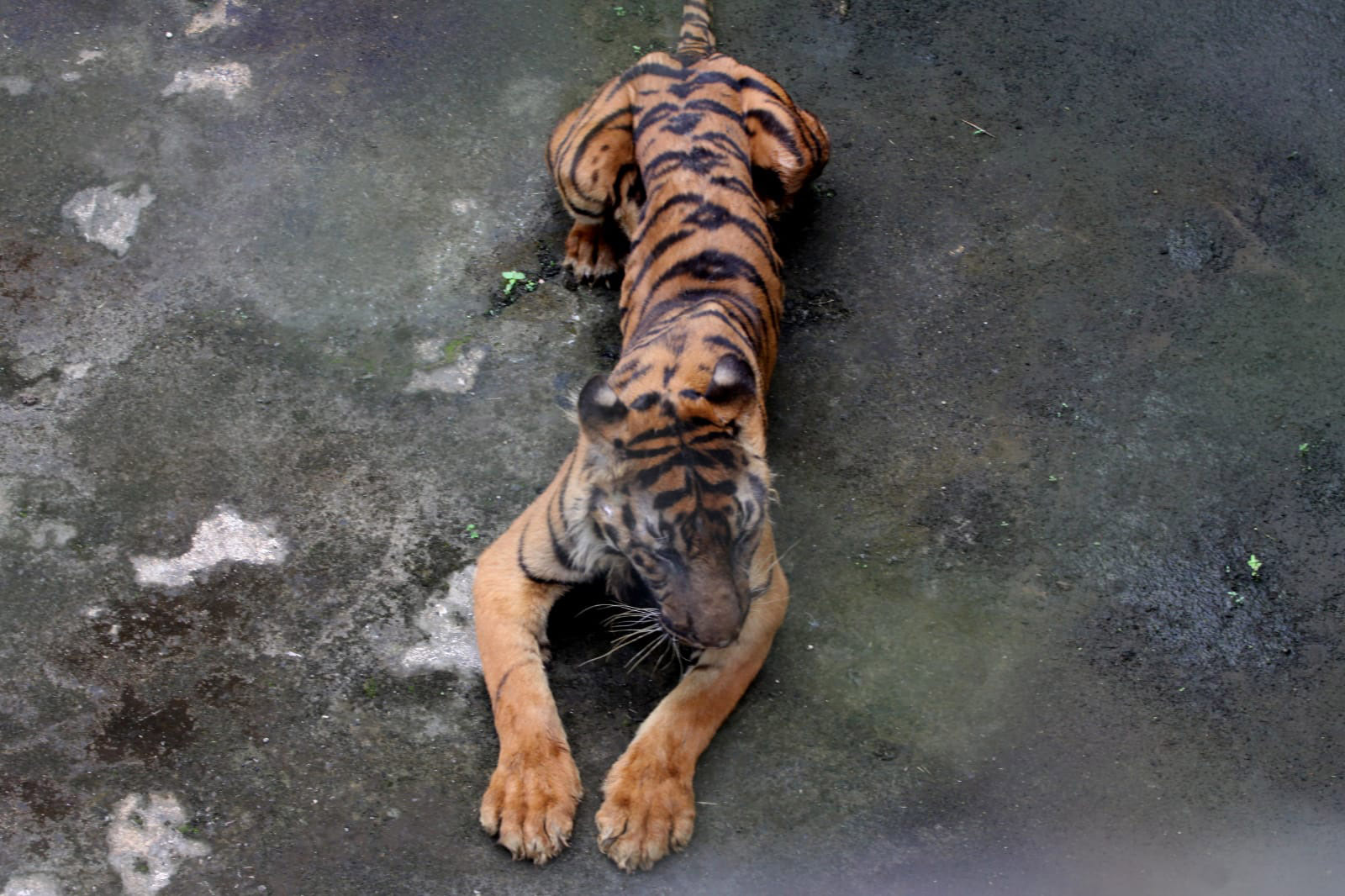 Harimau di Medan Zoo Kurus Dan Terancam Mati 