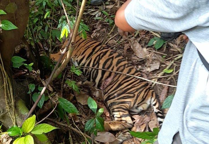 Semakin Kritis, Harimau Sumatra Mati Lagi di Aceh Timur