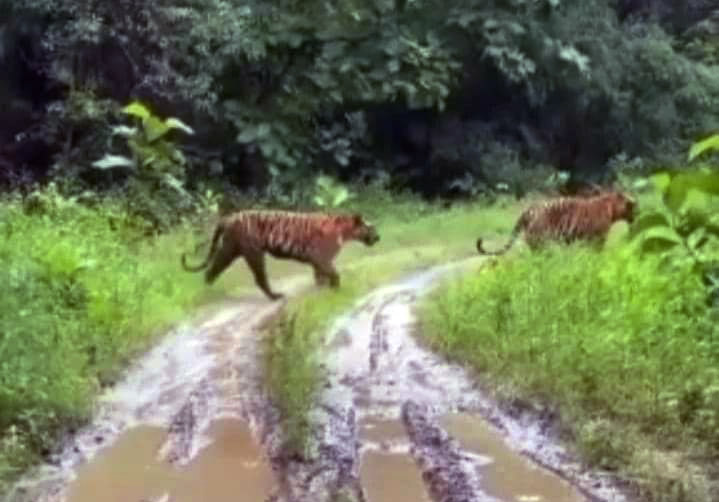 Harimau Muncul di Perladangan Warga di Jambi