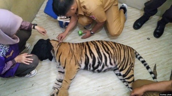 Satu Lagi Harimau Sumatra Mati Terkena Jerat, Aparat Gelar Operasi Pembersihan Jerat 