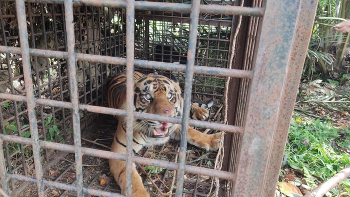 Harimau Sumatera Mangsa Ternak Warga di Jambi