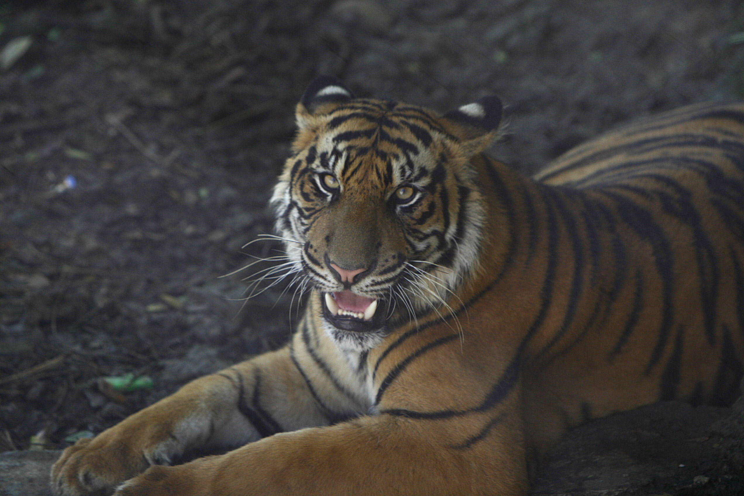 Harimau Sumatera Turun Ke Jalanan di Aceh Selatan, Pengendara Panik 