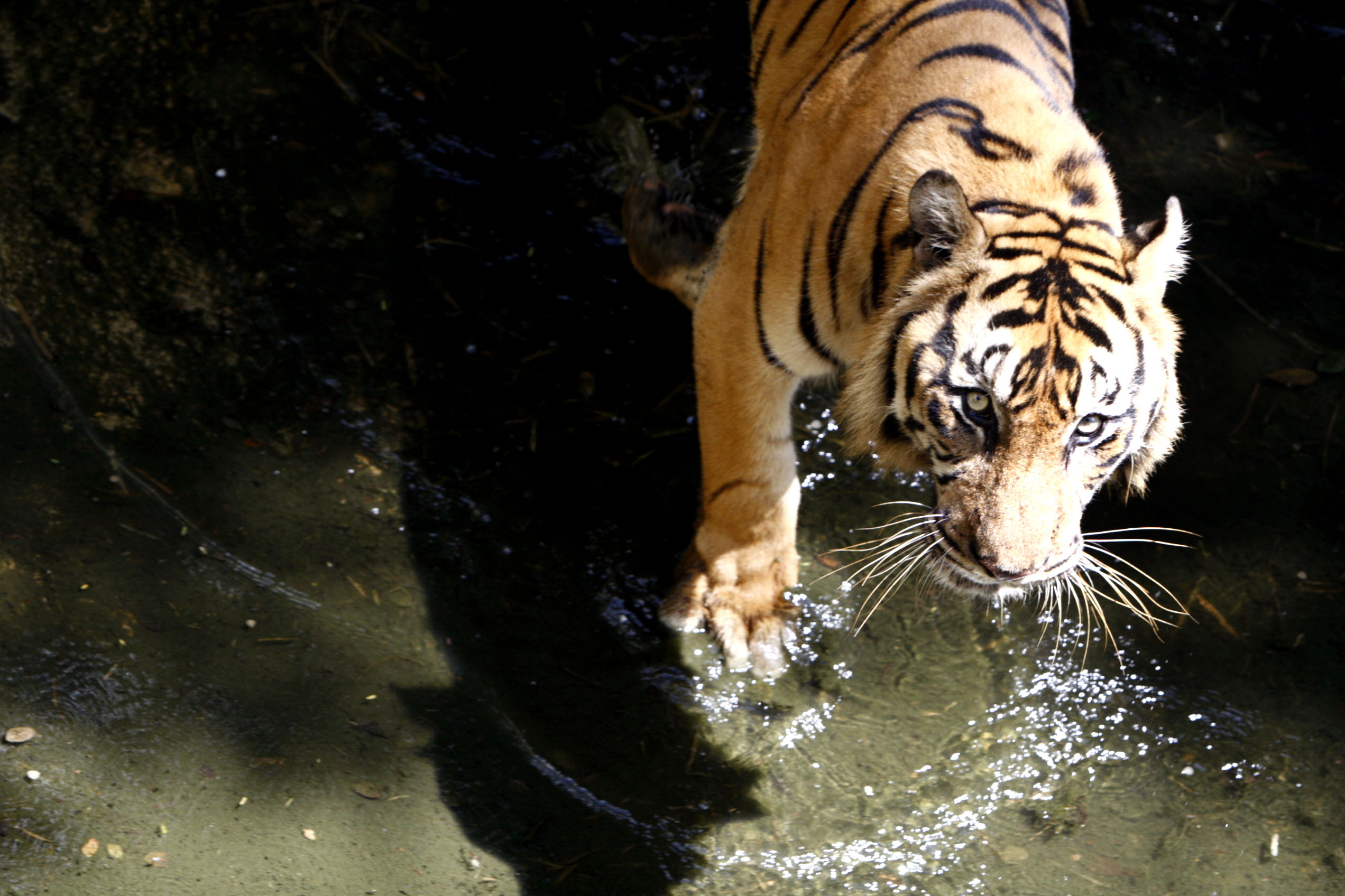 Harimau Sumatera Terlihat Warga Keluar Hutan di Karo