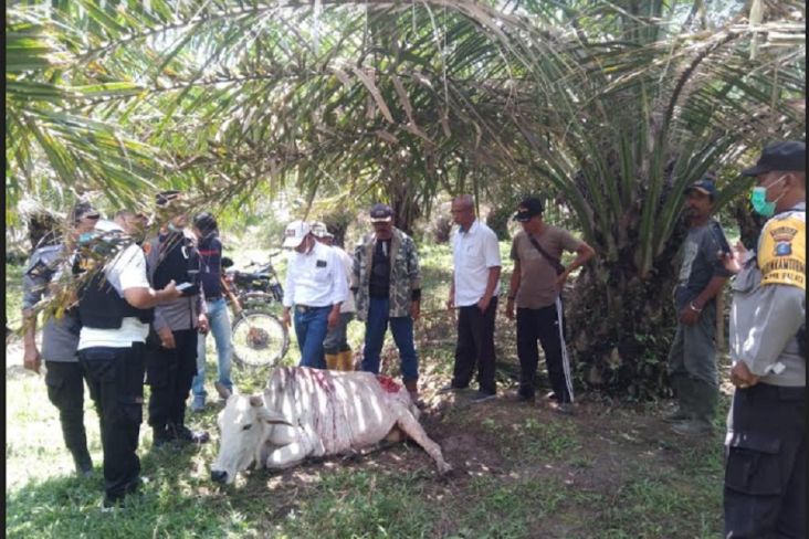 Warga Simalungun Resah Harimau Masuk Permukiman