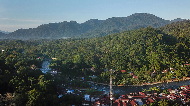 Indonesia Peringkat 7 Negara dengan Pohon Terbanyak di Dunia