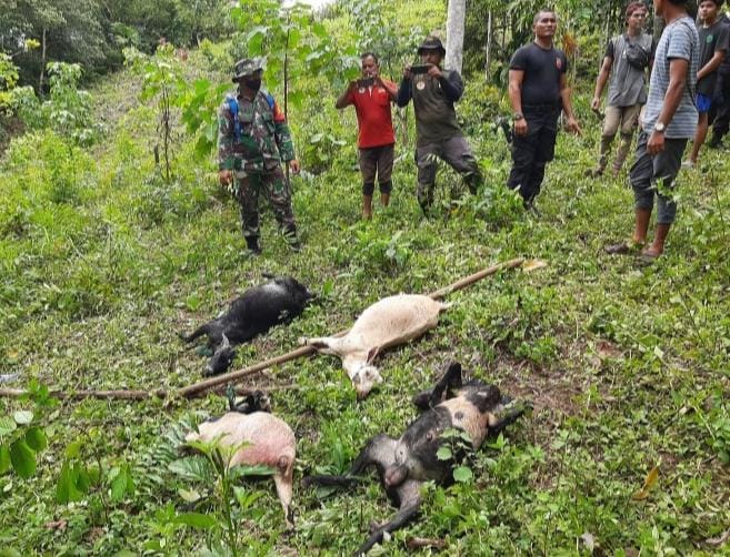 4 Kambing Tewas Diterkam Harimau, Pemilik Panjat Pohon Selamatkan Diri, Saatnya Manusia Sadar!