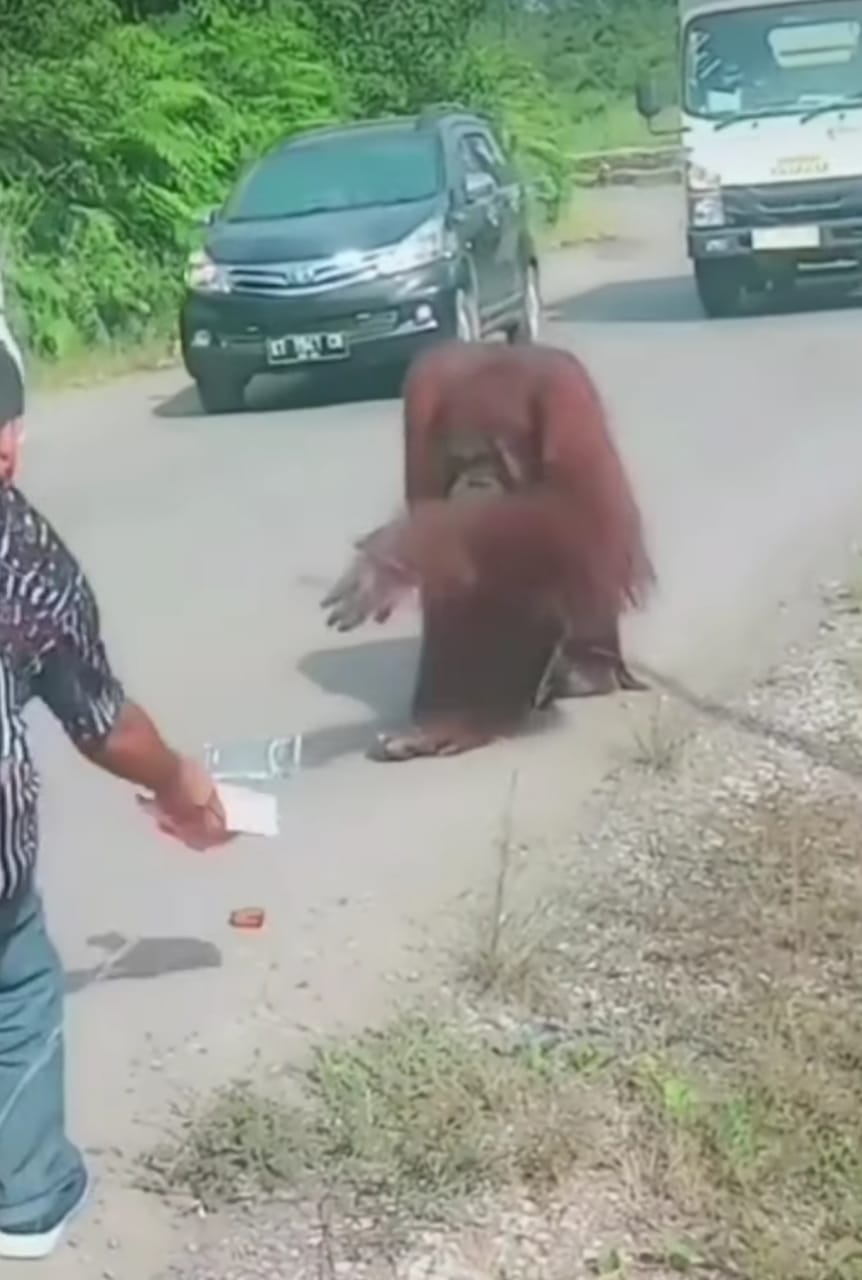 Heboh! Diduga Kelaparan Orangutan Terobos Jalan Raya di Kalimantan Timur