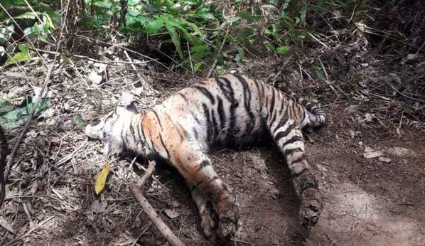 Harimau Sumatera Mati Terjerat Perangkap Babi di Madina