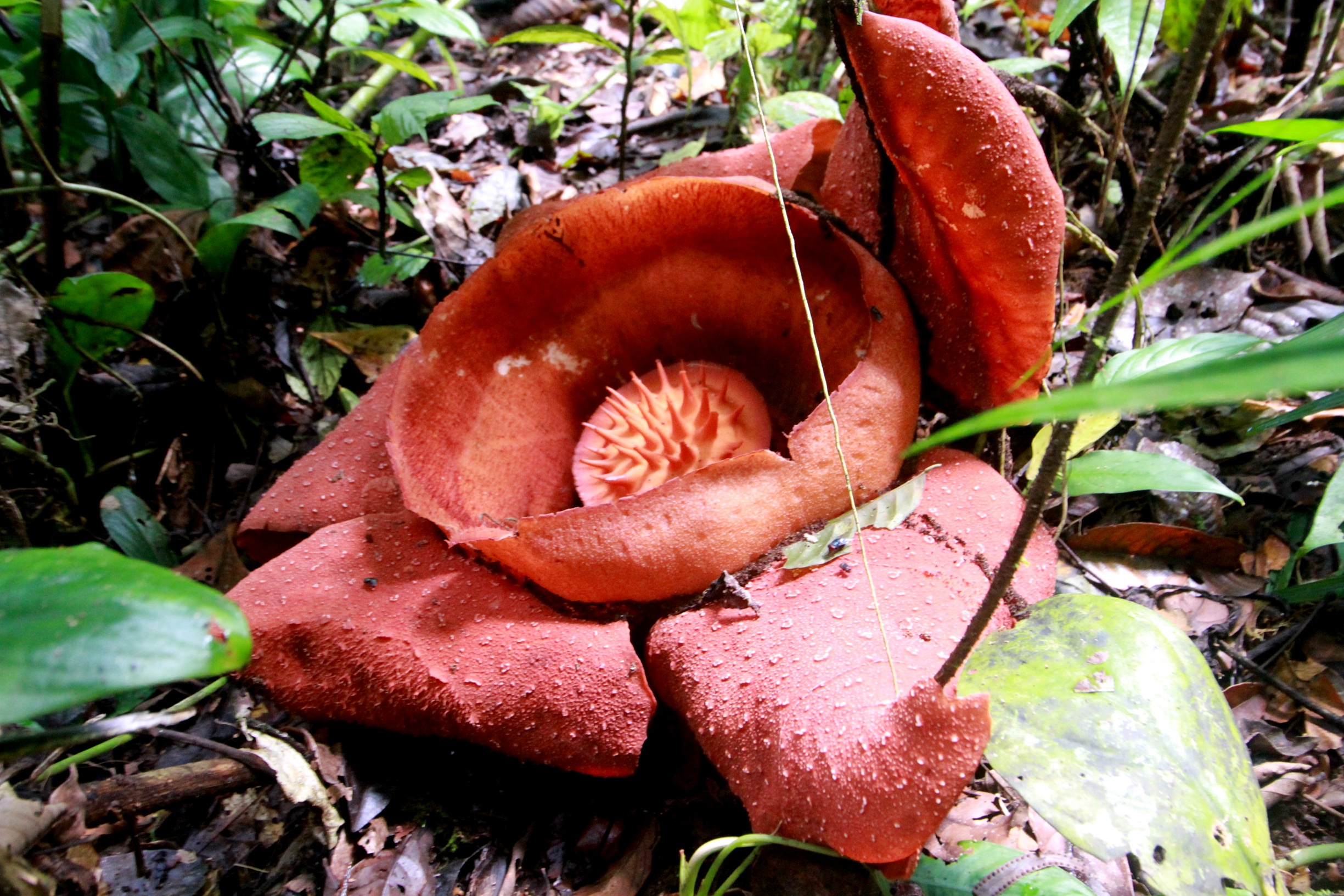 Langka! Rafflesia Arnoldii Mekar di Areal TN Gunung Leuser