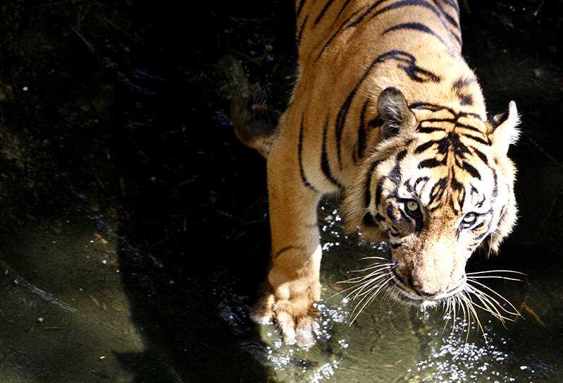 Pekerja Kontraktor Konsesi Hutan Diterkam Harimau Sumatera