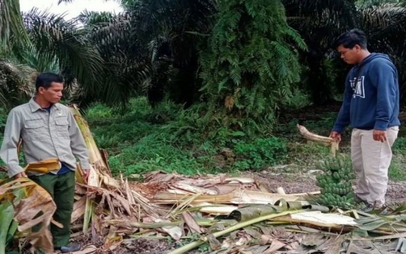 Tim BKSDA Terus Pantau Perkembangan Gajah Sumatera Terjebak Banjir di Riau