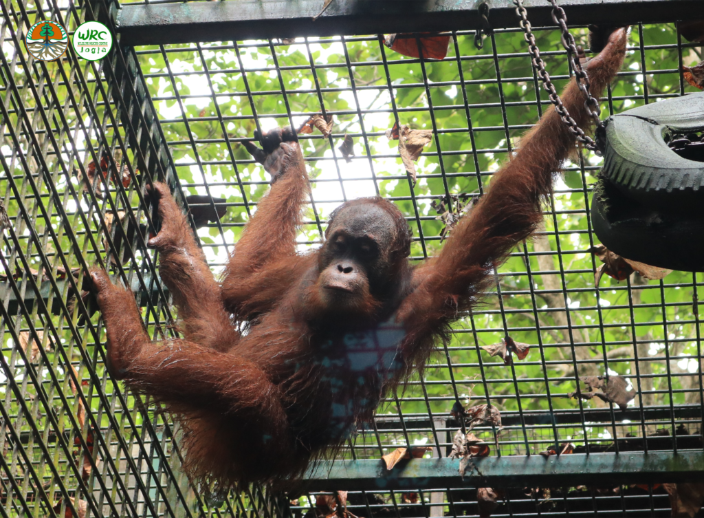 Satu Orangutan Sumatera Translokasi dari Kaltim ke Sumut