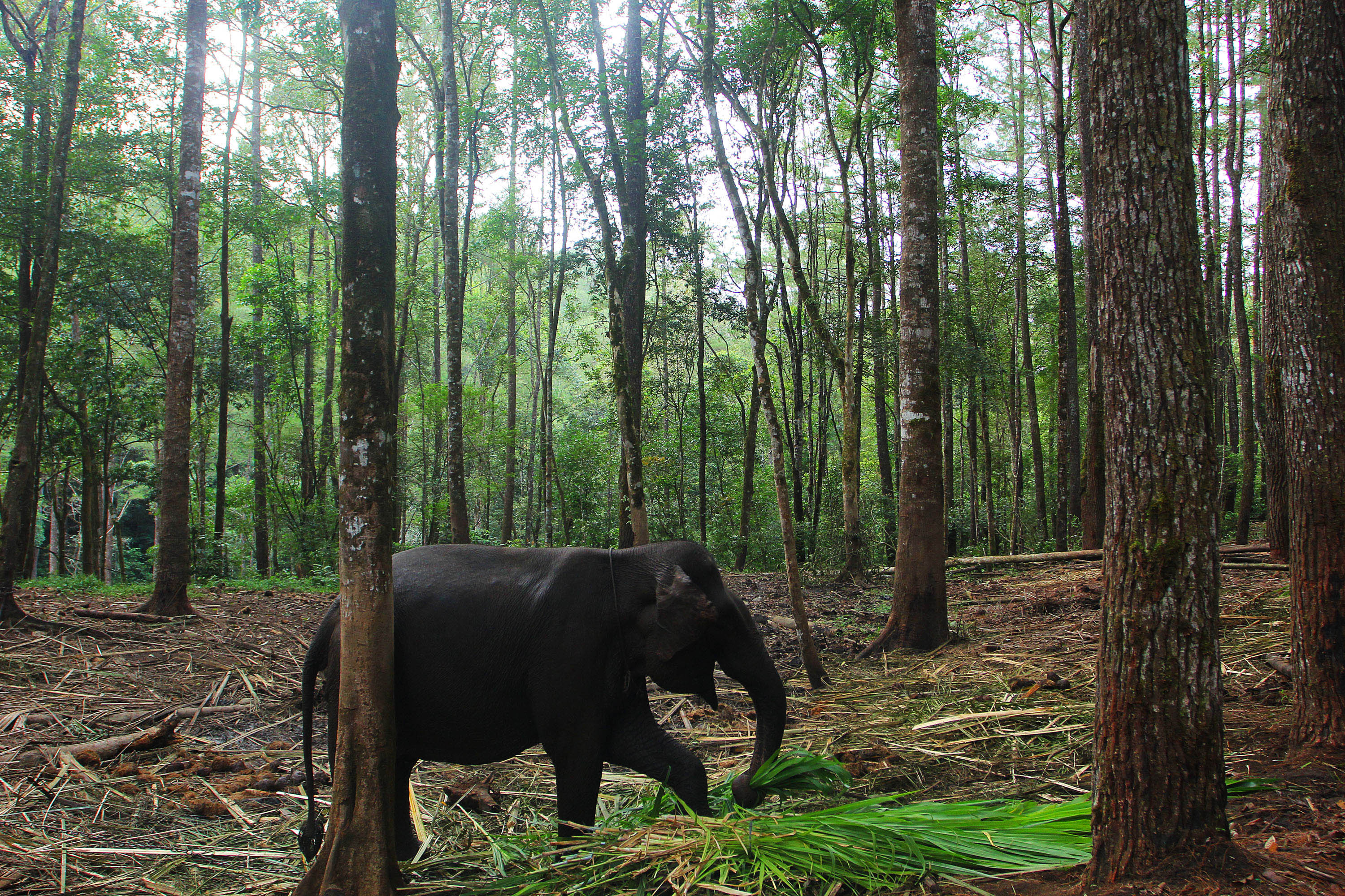 Pemburu Ini Tewas Diinjak-injak oleh Gajah yang Coba Lindungi Kawanannya