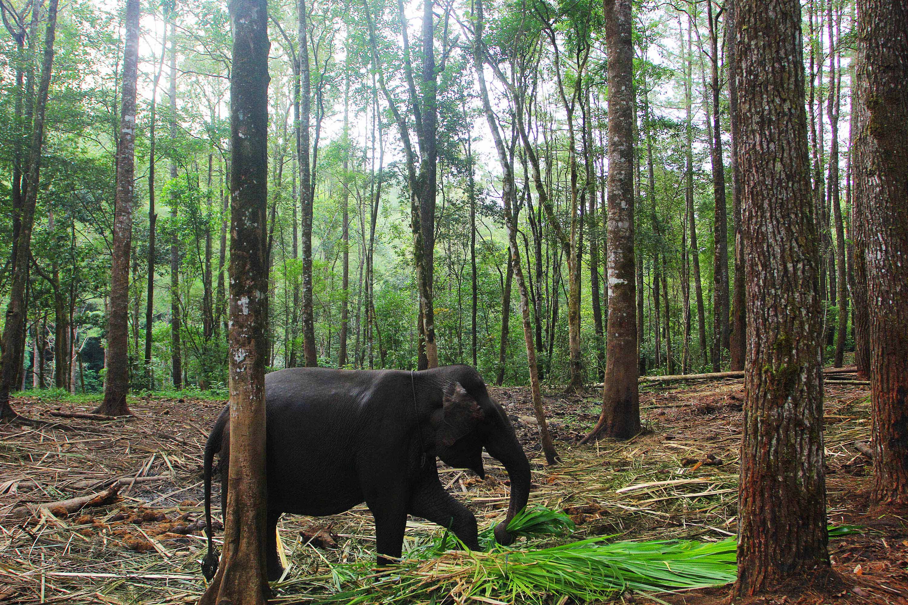 Rusak Habitat Gajah, Masyarakat Bengkulu Desak Jokowi Cabut Izin Perusahaan Tambang di TWA Seblat