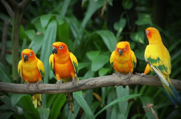 Burung Asal Afrika Tertahan di Kualanamu untuk Antisipasi Flu Burung