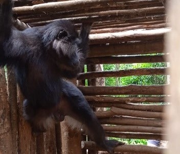 BKSDA Sulsel Evakuasi Monyet Hitam yang Masuk Perkebunan Warga di Mamuju